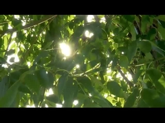 Instrumento cirúrgico de sonda